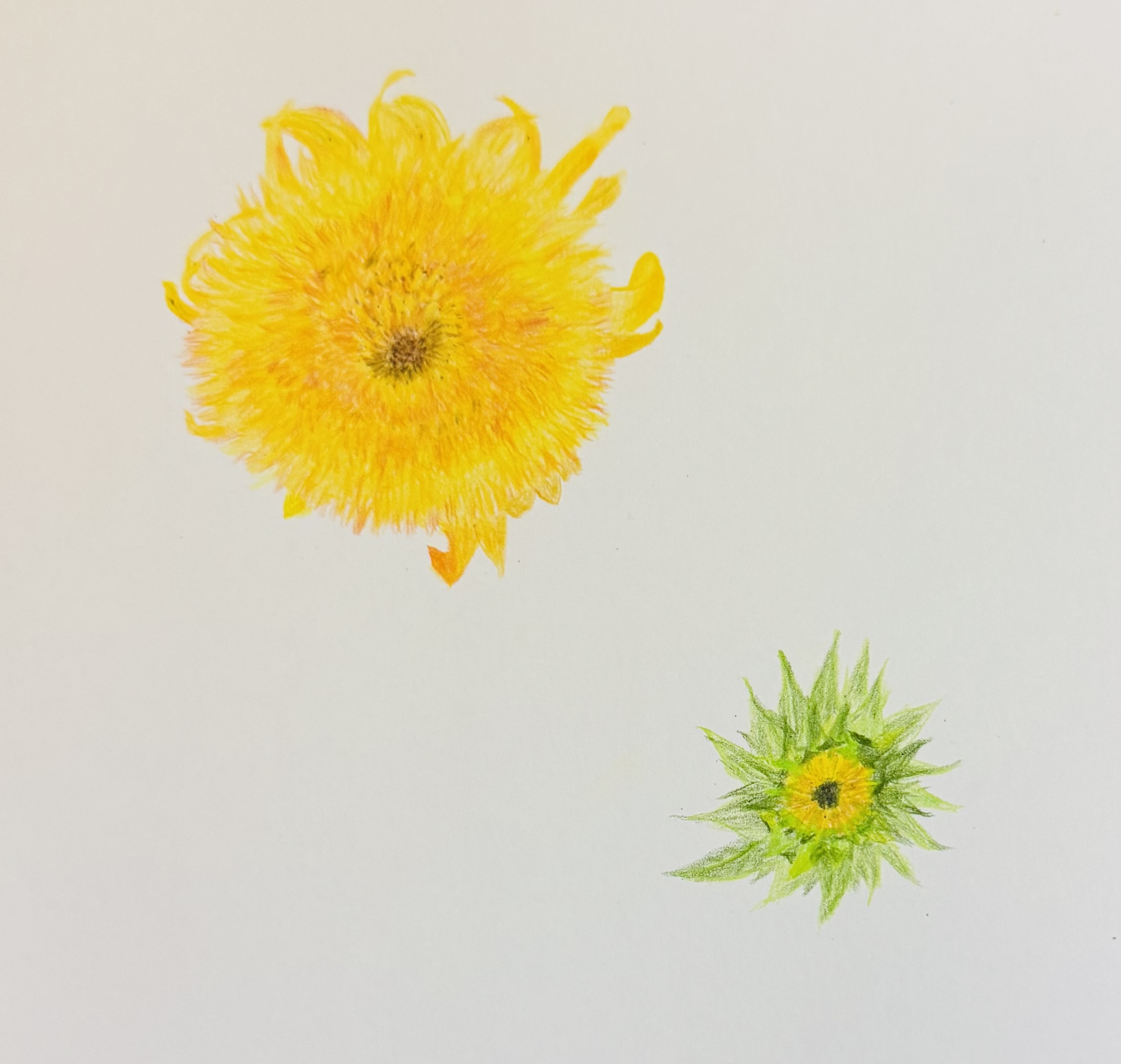 Solar Exuberance artwork
